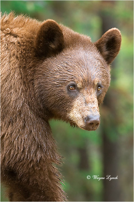Cinnamon-coloured American Black Bear 119 by Dr. Wayne Lynch &copy;
